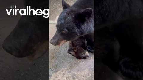 Mama Bear and Cubs Rub Themselves in Bath Oil || ViralHog