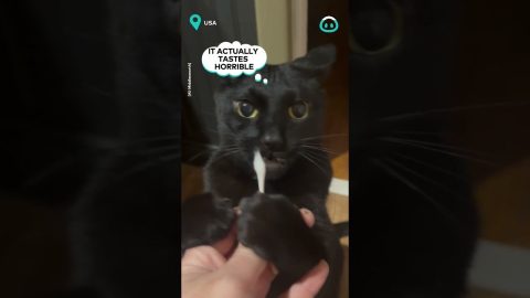 Cat Addicted To Cotton Swabs || ViralHog