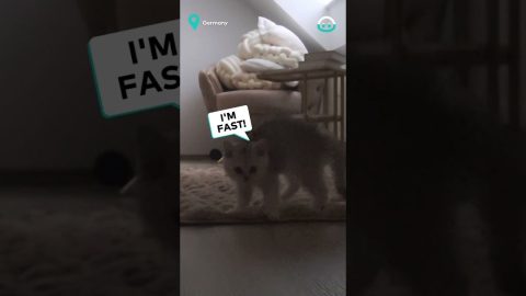 Kitten Having Fun Home Alone || ViralHog