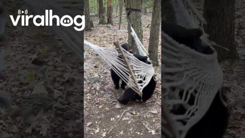 Bear Cubs Wrestle Over Hammock Rights || ViralHog