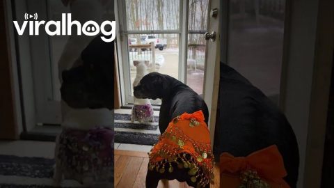Boxer Dogs Make Jingly Wiggles || ViralHog