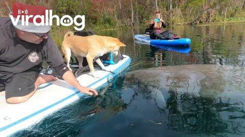 Shiba Inu Meets a Manatee || ViralHog