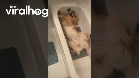 Golden Retriever Swims Sideways In Empty Bathtub || ViralHog