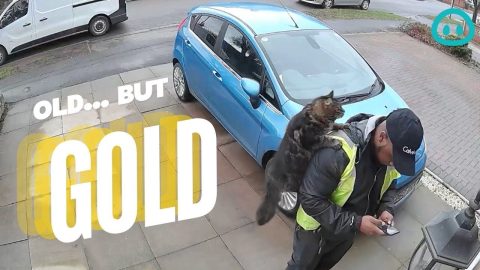 Cat Too Friendly With Delivery Driver || ViralHog