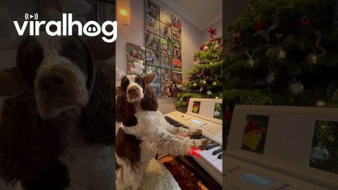 Springer Spaniel Plays Christmas Jingle On Piano || ViralHog