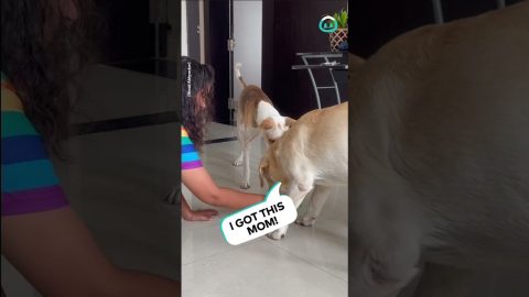Dog vs Cactus Toy || ViralHog