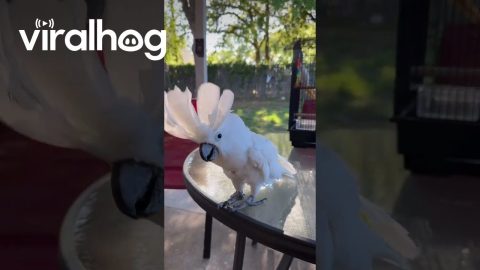 Singing Cockatoo is Very Enthusiastic || ViralHog