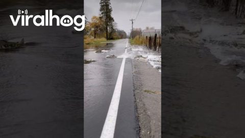 Migrating Salmon Cross Flooded Road || ViralHog