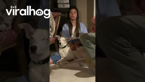Dog and Owner Share The Same Vibe || ViralHog