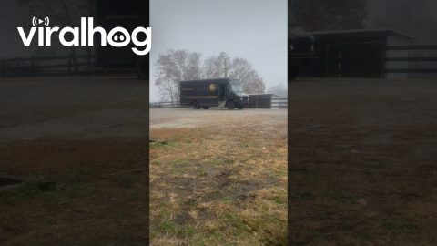 Australian Cattle Dog Greets Her Favorite UPS Driver || ViralHog