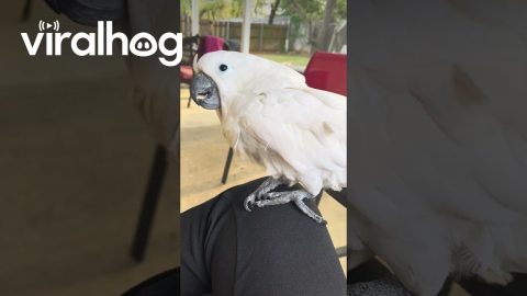 Cockatoo Has a Laughing Attack || ViralHog