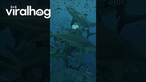 Shark Puppet Master || ViralHog