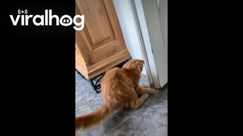 Orange Cat Turns Dinner Time Into Play Time || ViralHog