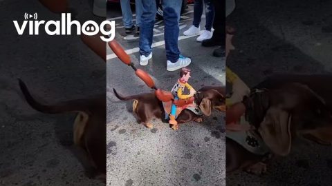 Woody Riding a Sausage Dog || ViralHog