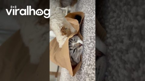 Cat Hides While Sibling Paws At Packaging || ViralHog