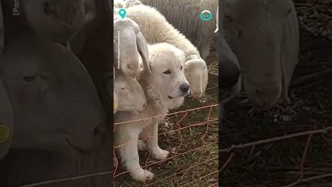Camouflaged Sheepdog || ViralHog