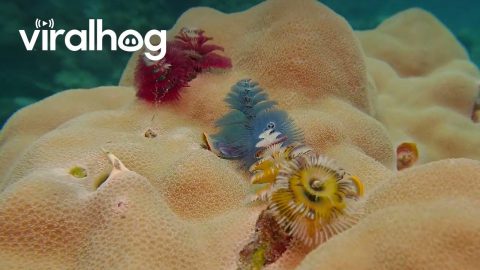 Christmas Tree Worms || ViralHog