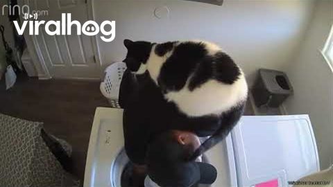 Cat Wants to Help With Laundry || ViralHog