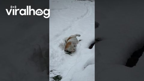 Bulldog Gets Back To Sledding || ViralHog
