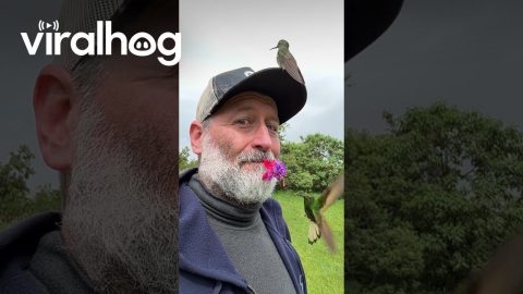 Two Hummingbirds Visit Man Holding Flower || ViralHog