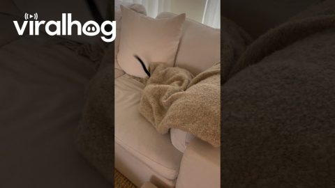 Pup too Excited to Hide Under Blanket || ViralHog