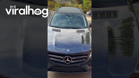 Black Bear Gets Into Unlocked Car || ViralHog