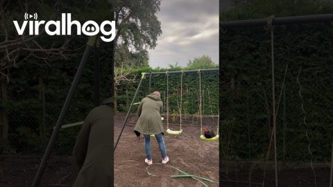 Man Pushes Chickens On Playground Swings || ViralHog