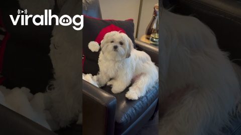 Malshi Pup Looks Like She's Wearing a Santa Hat || ViralHog