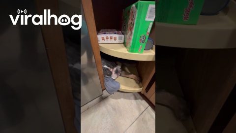 Hank Hides In Lazy Susan for a Nap || ViralHog