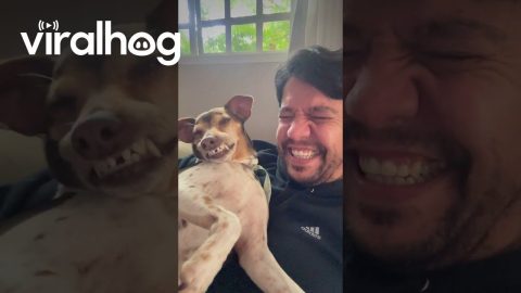 Man Laughs Along With Dog's Toothy Grin || ViralHog