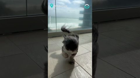 This Doggo Loves A Breeze || ViralHog