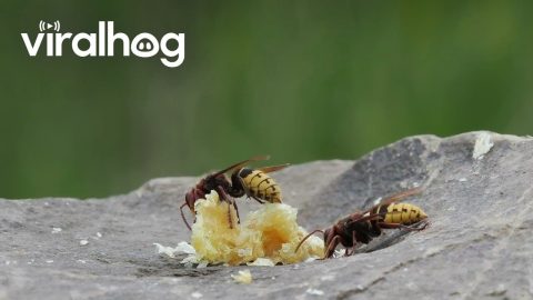 Hornet Catches Honeybee || ViralHog