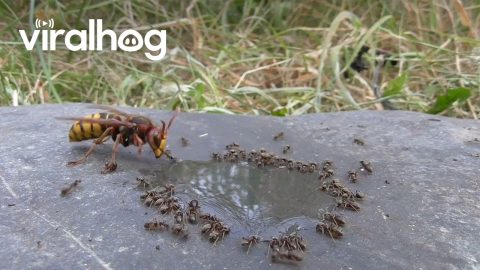 Hornet Preys on Ants || ViralHog