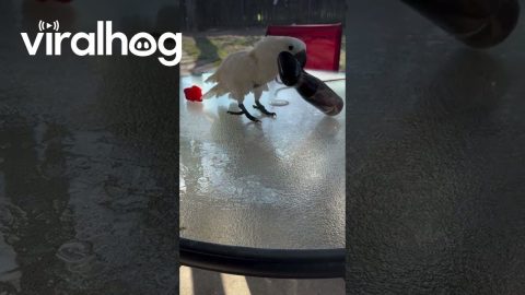 Cockatoo Punishes Spray Bottle || ViralHog