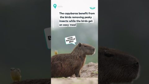 Birds Use Capybaras To Catch Bugs || ViralHog