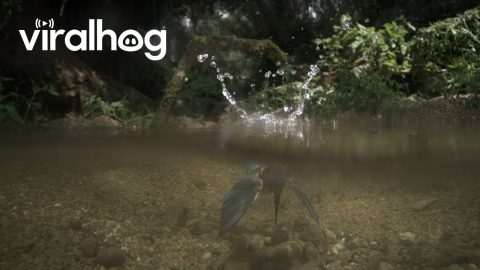 Kingfisher Dive Captured in Slow Motion || ViralHog