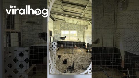Chicken Plays on Swing in Its Coop || ViralHog
