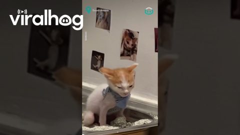 This Kittens Bathroom Decor || ViralHog