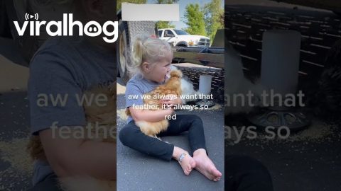 Daughter Loves Fluffy Chicken || ViralHog
