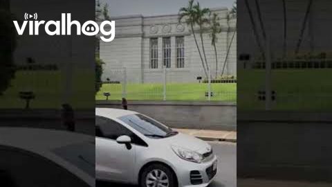 Famously Angry Bird Pecks Another Pedestrian || ViralHog