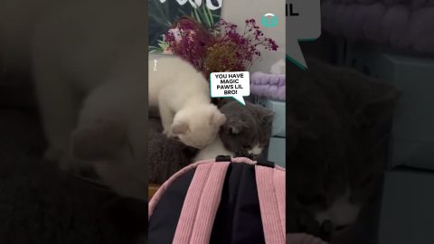 Kitten Gives Buddy a Massage || ViralHog