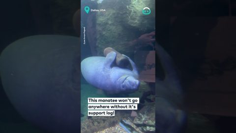 Manatee and His Support Log || ViralHog