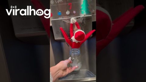 When You Let Your Kids Move the Elf on the Shelf || ViralHog