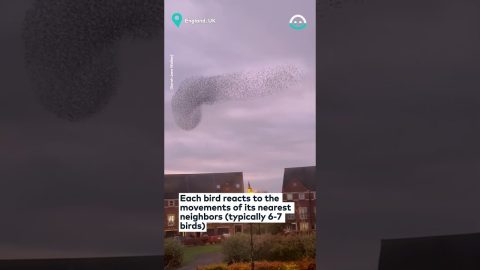 Starling Murmuration at Sunset is BEAUTIFUL || ViralHog