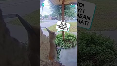 Woodpecker Rings Doorbell || ViralHog