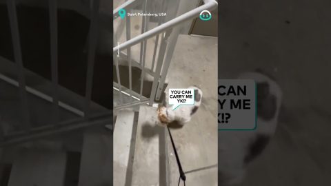 This Puppy Doesn't Do Stairs || ViralHog