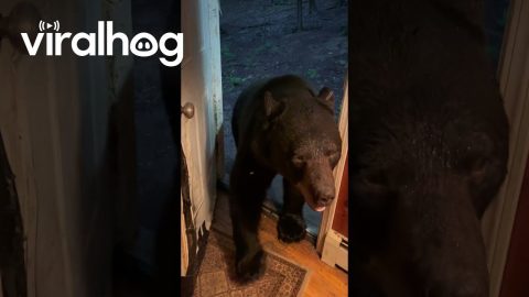 Bear Has Good Scratch Before Closing Door || ViralHog