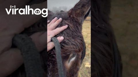Blue Heeler Leads Donkey To Owner || ViralHog