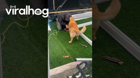 When Your Golden Retriever Wants to Be Involved in Everything || ViralHog