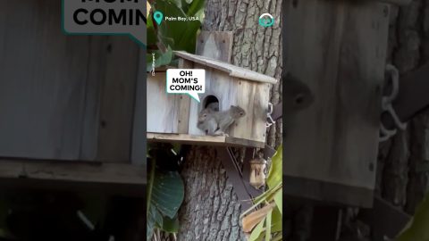 Baby Squirrel Plays Peek A Boo || ViralHog